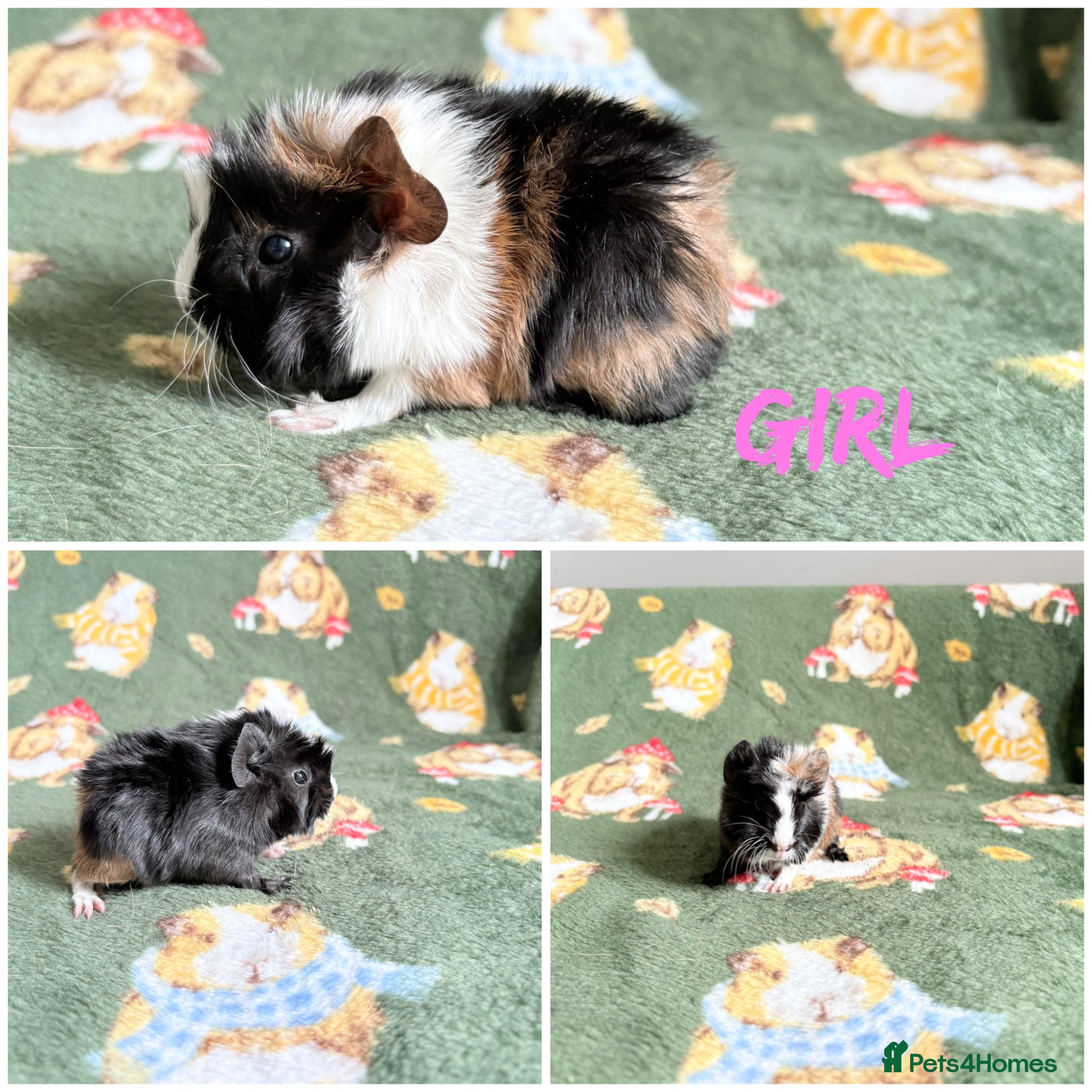 Guinea Pig rodents Beautiful Guniea pigs for sale mother & daughter  - Advert 16