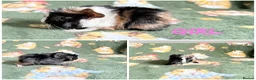 Guinea Pig rodents for sale: Beautiful Guniea pigs for sale Girls & Boys  - Advert 2