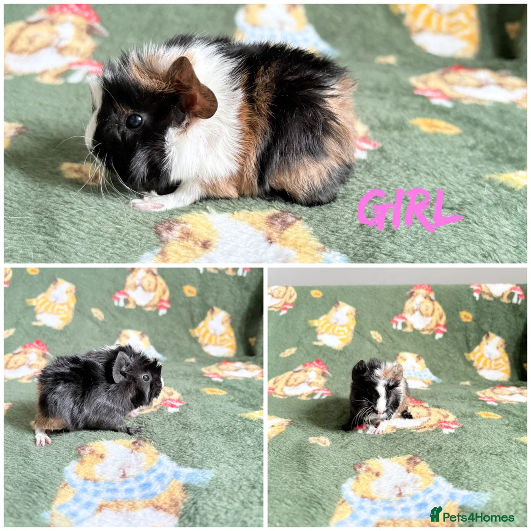 Guinea Pig rodents for sale: Beautiful Guniea pigs for sale Girls & Boys  - Advert 2