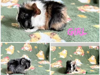 Guinea Pig rodents Beautiful Guniea pigs for sale mother & daughter - Advert 16