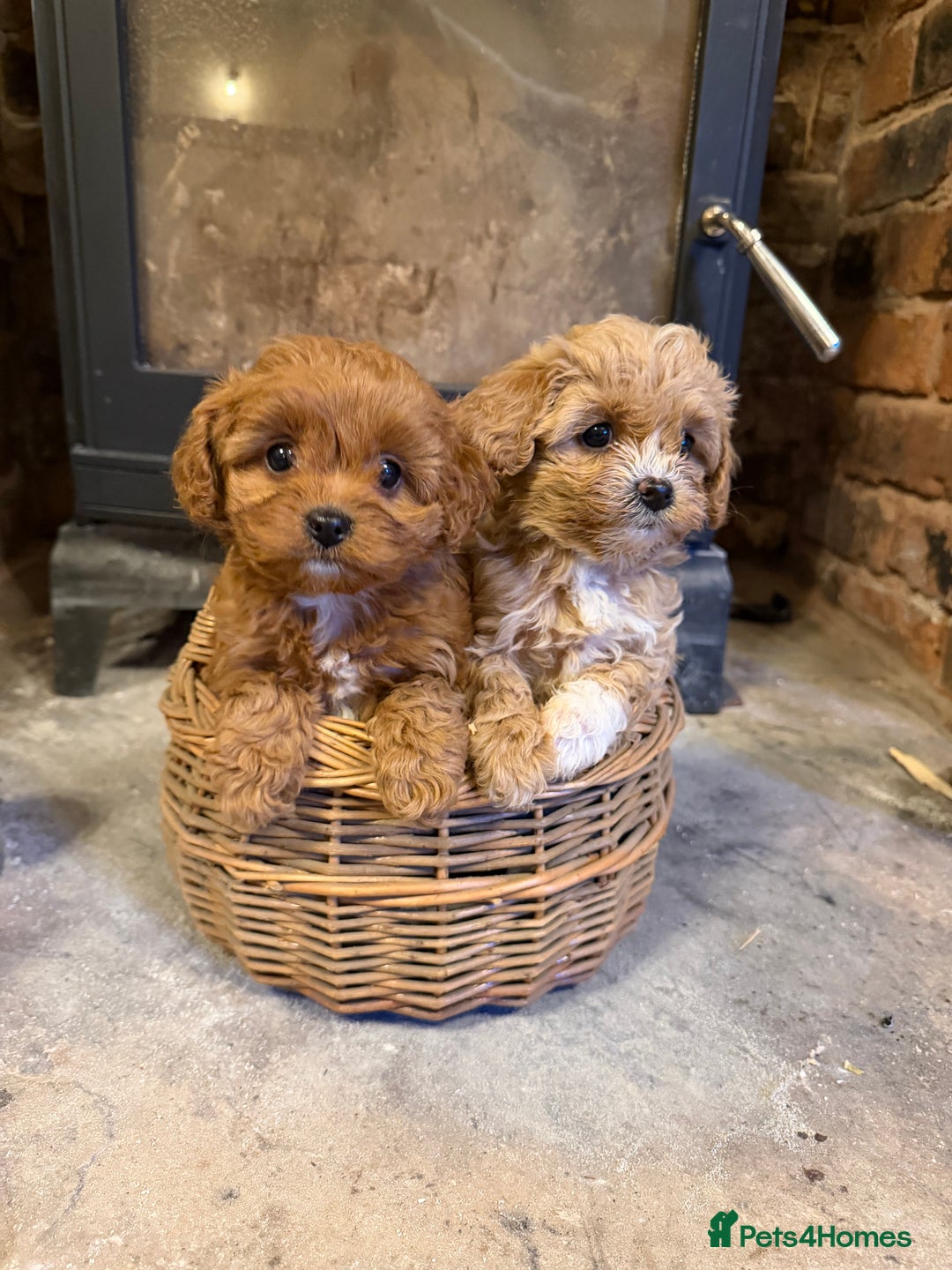 Cavapoo dogs for sale: F1 Stunning Red and Cream Cavapoo Babies - Advert 1