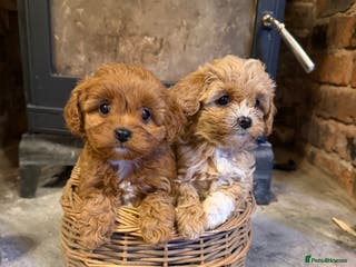 Cavapoo dogs F1 Stunning Red and Cream Cavapoo Babies - Advert 4