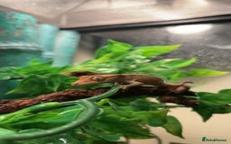 Gecko reptiles for sale: Female Gecko  - Image 1