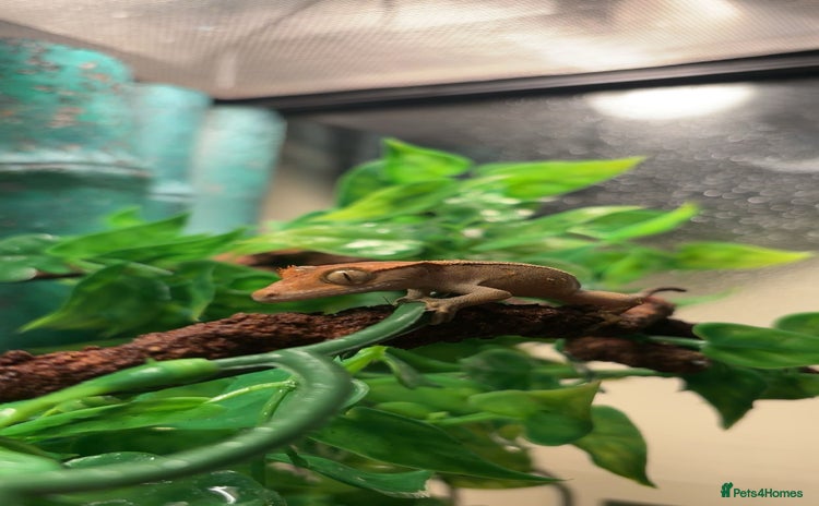 Gecko reptiles - Advert 2