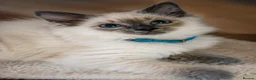 Ragdoll cats for sale: Ready now!Fully pedigree blue point kittens  - Advert 4