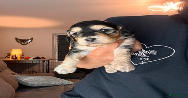 Cockapoo dogs Beautiful f1 cockapoo puppies  - Advert 5