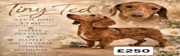 Miniature Dachshund dogs for stud: Tiny Ted dapple minature Dachshund stud  - Advert 1