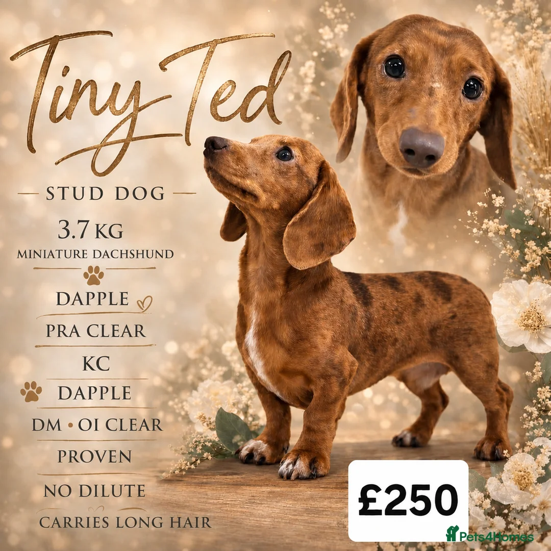 Miniature Dachshund dogs for stud: Tiny Ted dapple minature Dachshund stud  - Advert 1