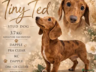 Miniature Dachshund dogs for stud: Tiny Ted dapple minature Dachshund stud - Advert 4