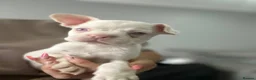 French Bulldog dogs for sale: French bulldog puppies  - Advert 21