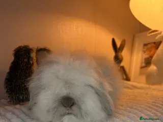Mini Lion Lop rabbits Gorgeous Fluffy Double Mane mini lion lop bunny’s - Advert 11