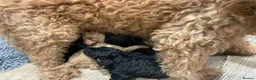 Labradoodle dogs for sale: f3 miniature labradoodles puppies in Chard - Advert 11