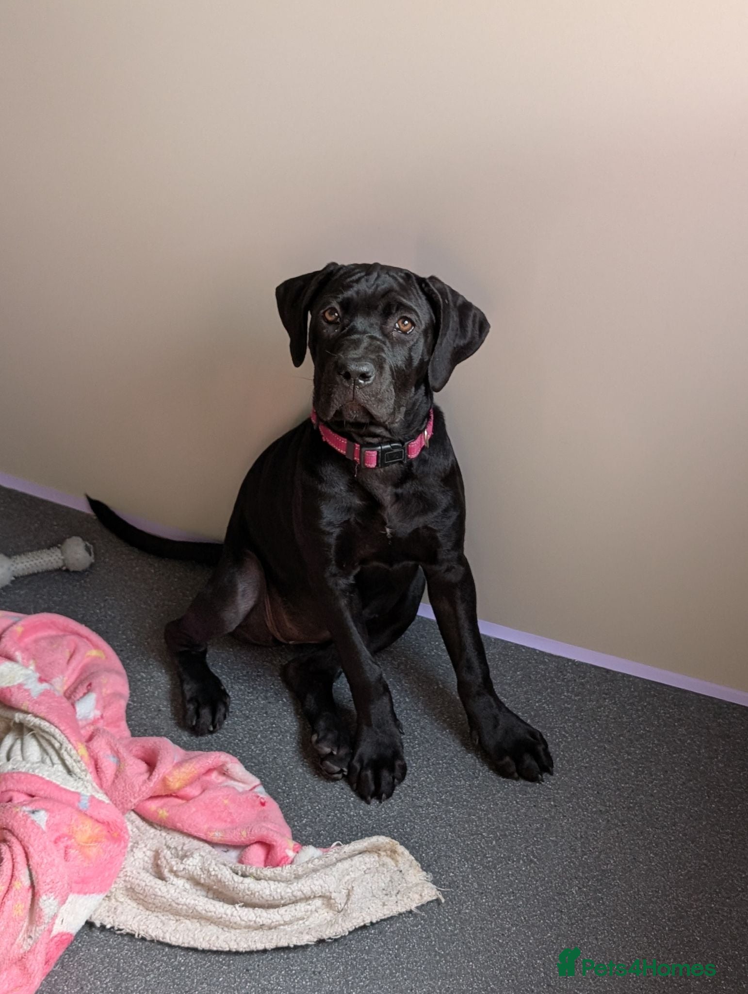 Cane Corso dogs Black female cane corso puppy  - Advert 1