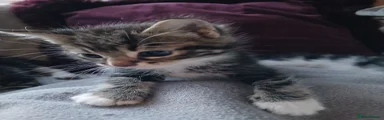 Mixed Breed Kitten 1