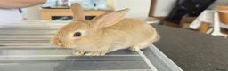 Mixed Breed rabbits for sale: Stunning, Hand-Reared Bunnies Seeking Forever home - Advert 2