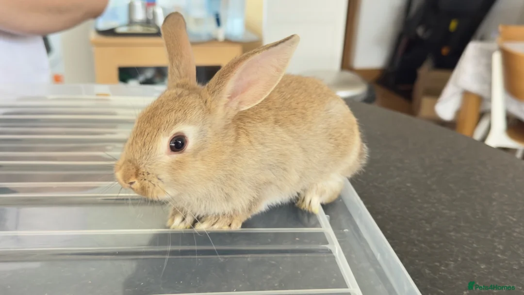 Mixed Breed rabbits for sale: Stunning, Hand-Reared Bunnies Seeking Forever home - Advert 2