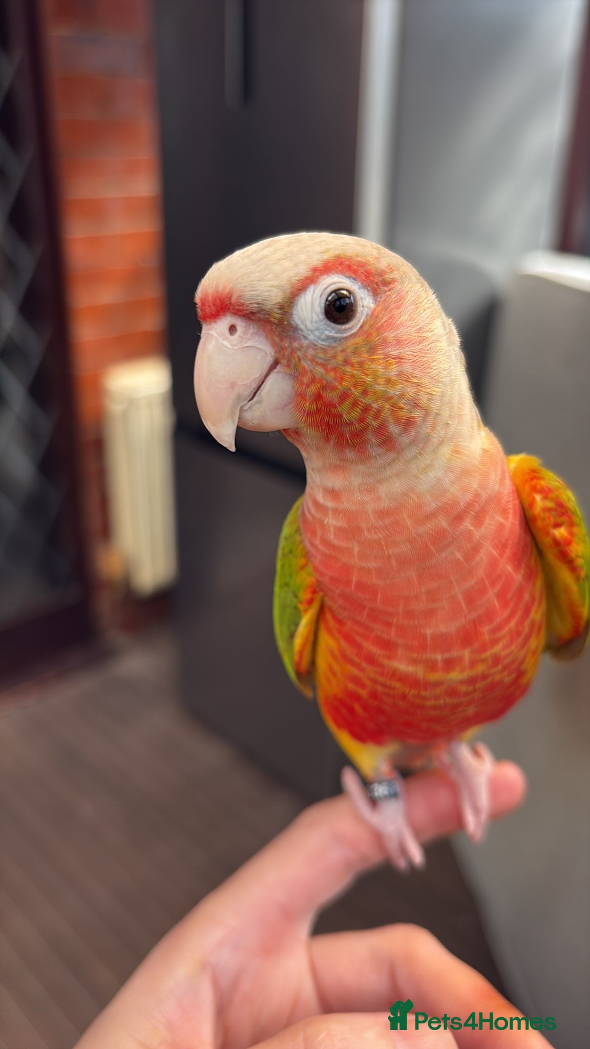 Conures birds Green cheek conure male DNA Certified - Advert 2