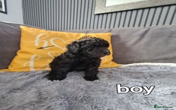 Mixed Breed dogs for sale: Reduced!! Stunning F1 poodle pups  - Image 4