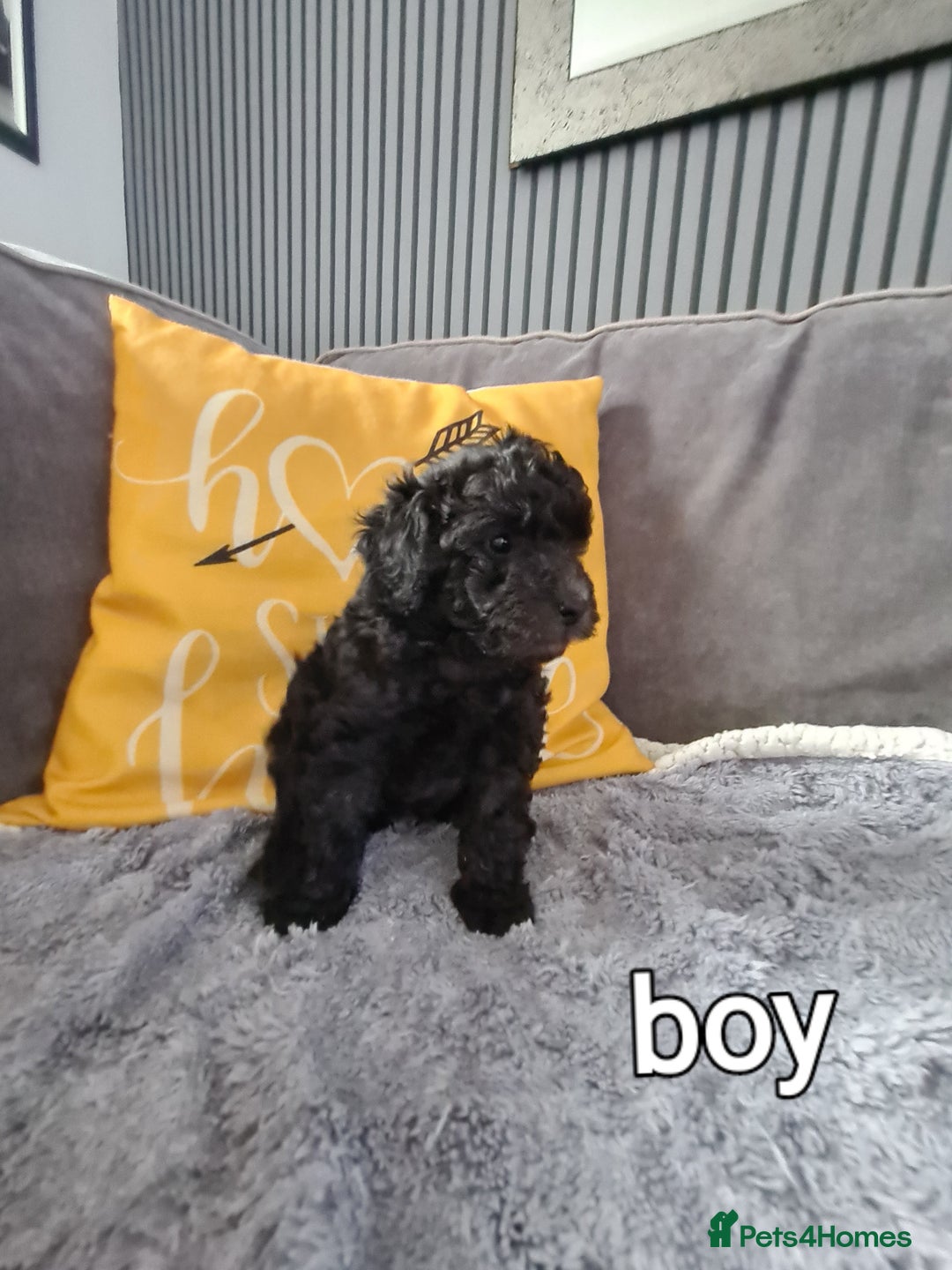 Mixed Breed dogs for sale: Reduced!! Stunning F1 poodle pups  - Image 4