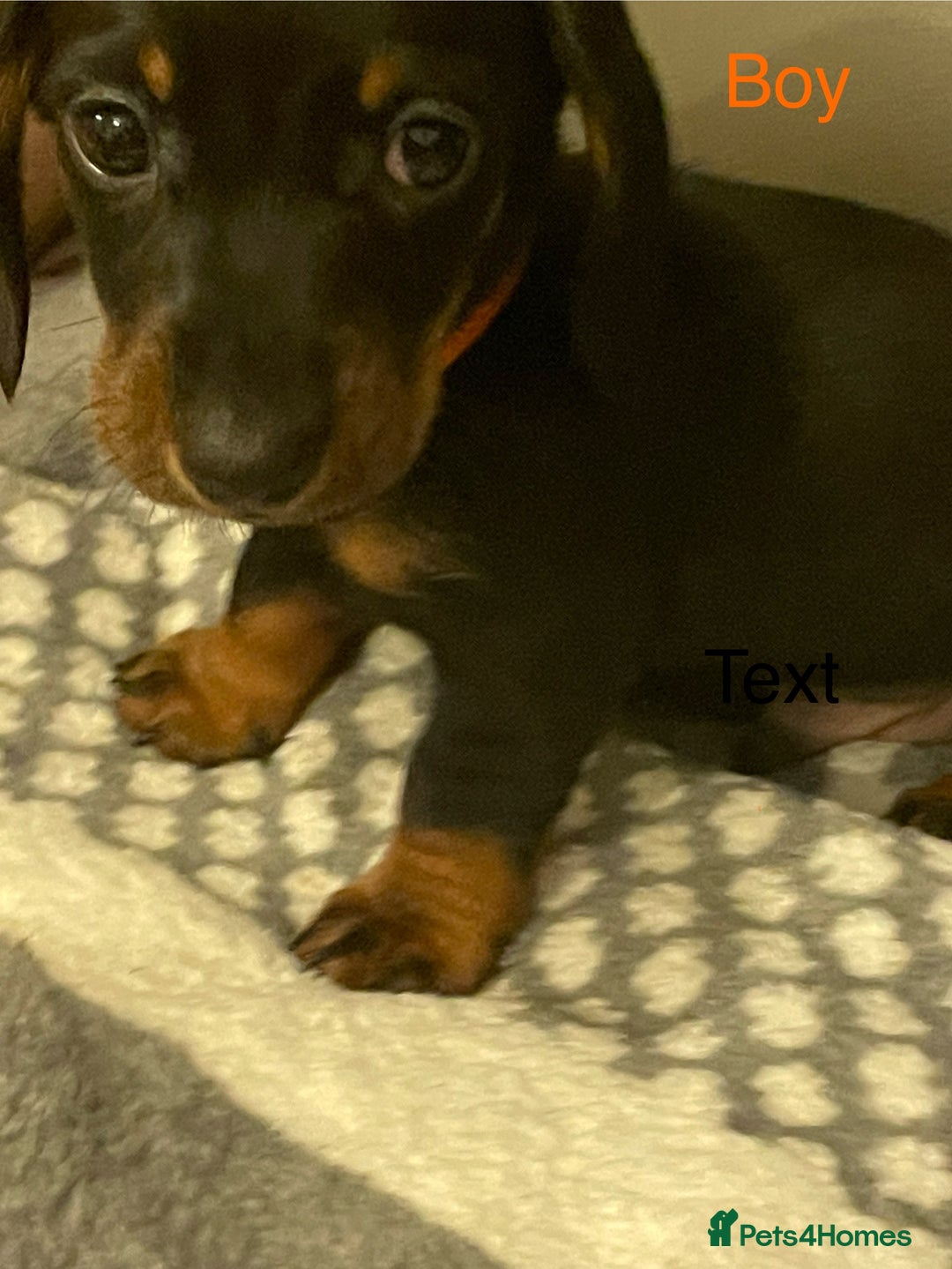 Miniature Dachshund dogs for sale: Roxy has had 6 Miniture dachshunds  - Image 7