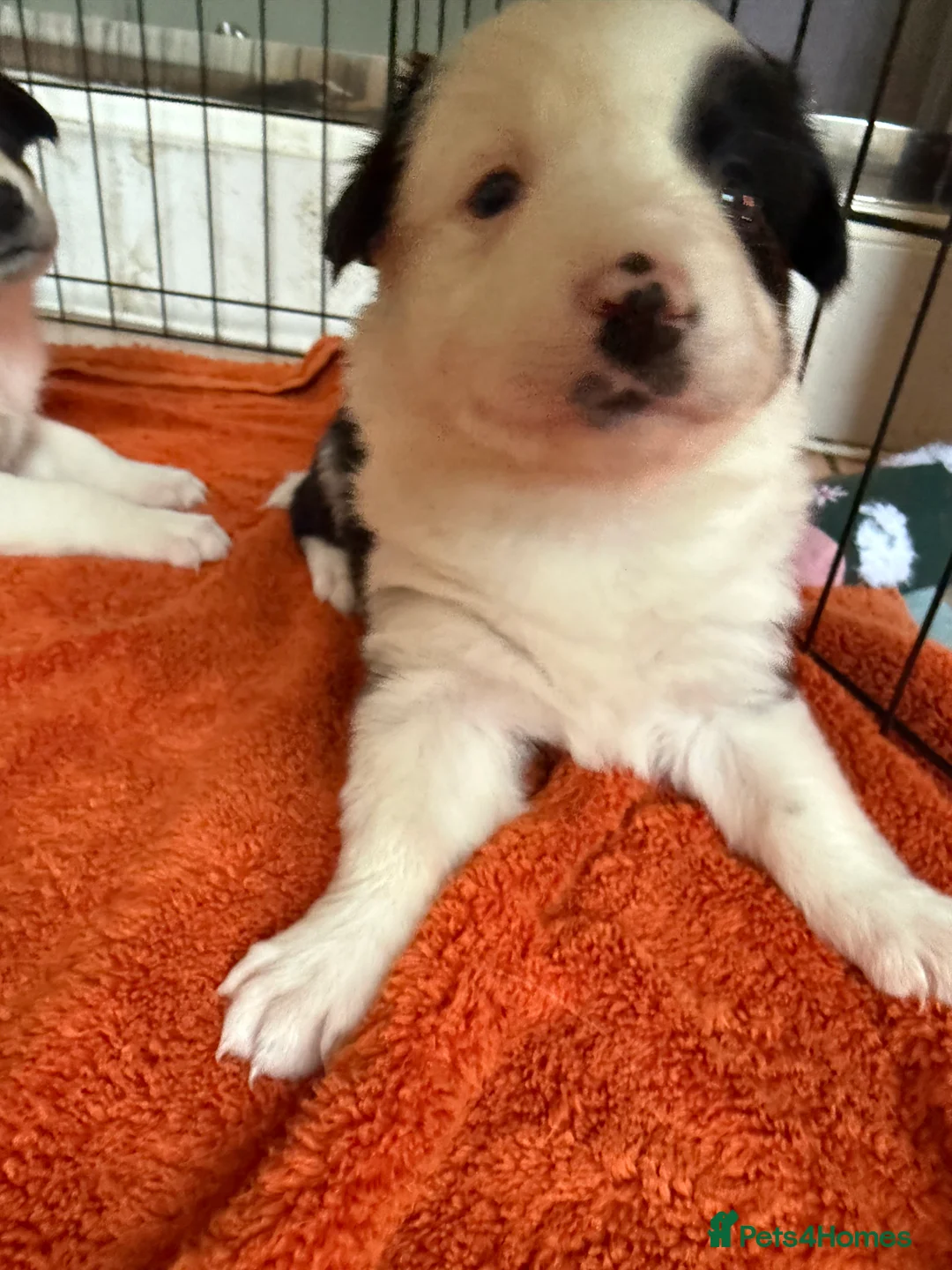 Border Collie dogs for sale: Border collie puppies seeking working/active homes - Advert 20