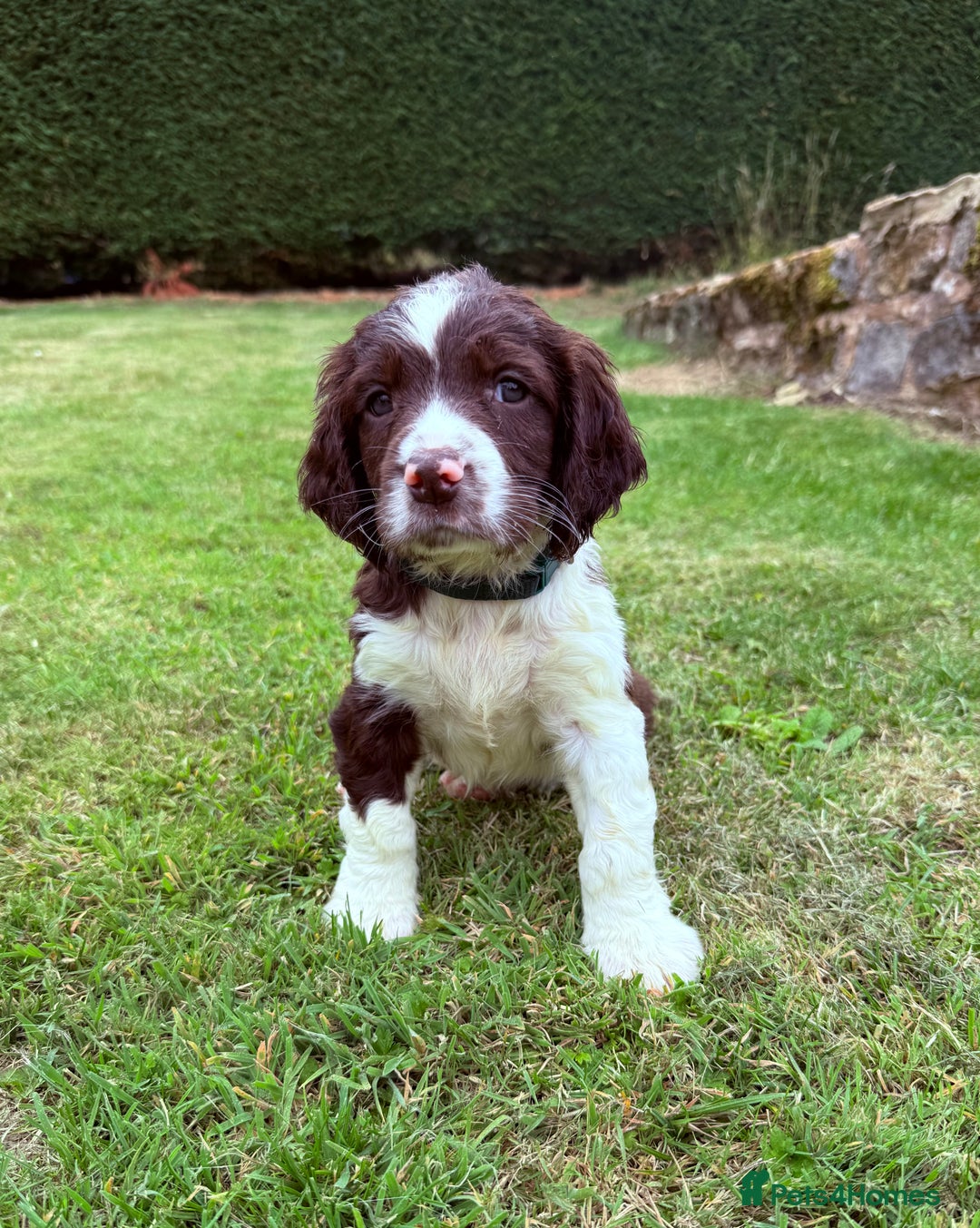 English Springer Spaniel dogs for sale: Springer spaniel pups  - Image 11