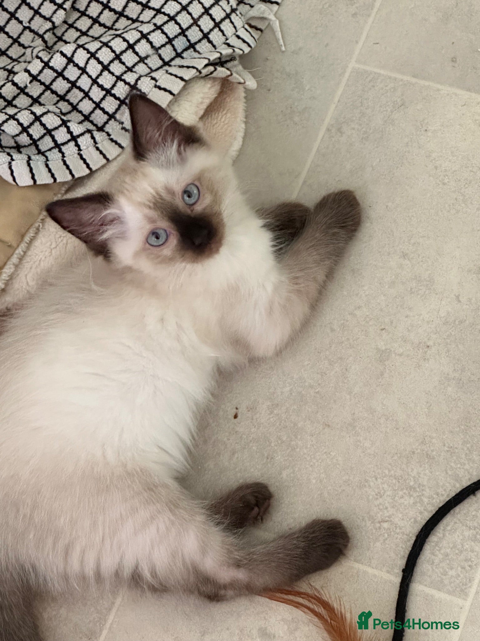 Ragdoll cats Blue Point & Choc Point Pure Bicolour Ragdolls - Advert 7
