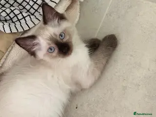 Ragdoll cats Blue Point & Choc Point Pure Bicolour Ragdolls - Advert 7