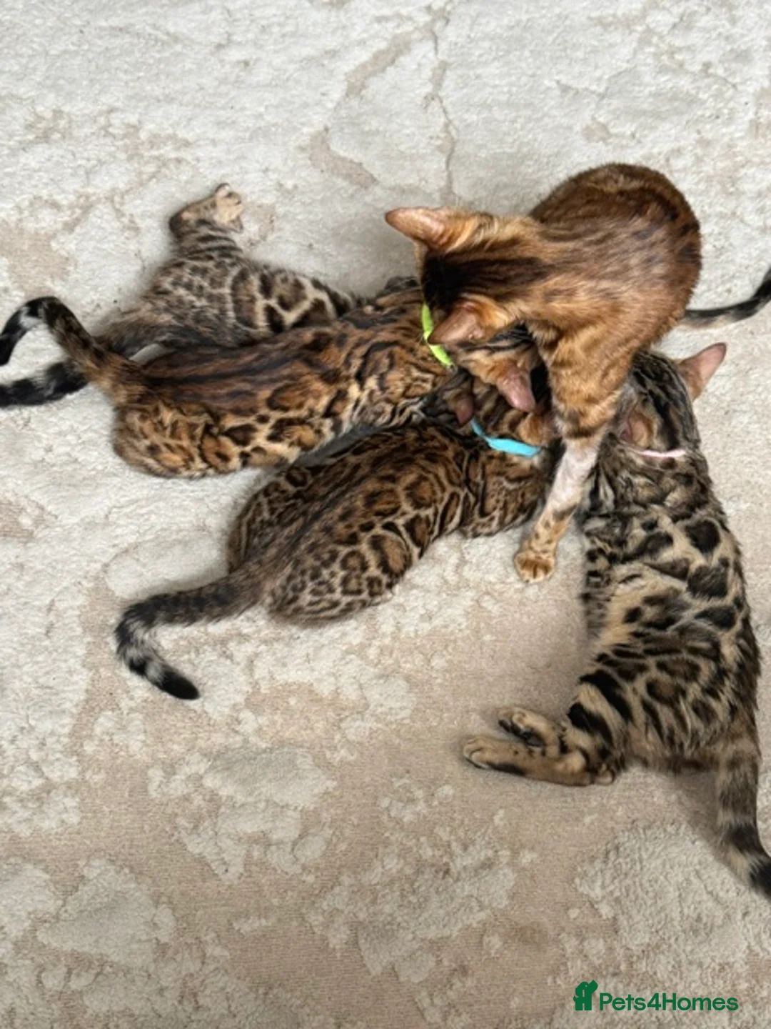 Bengal cats for sale: Pure Pedigree Bengal Kittens - Advert 18