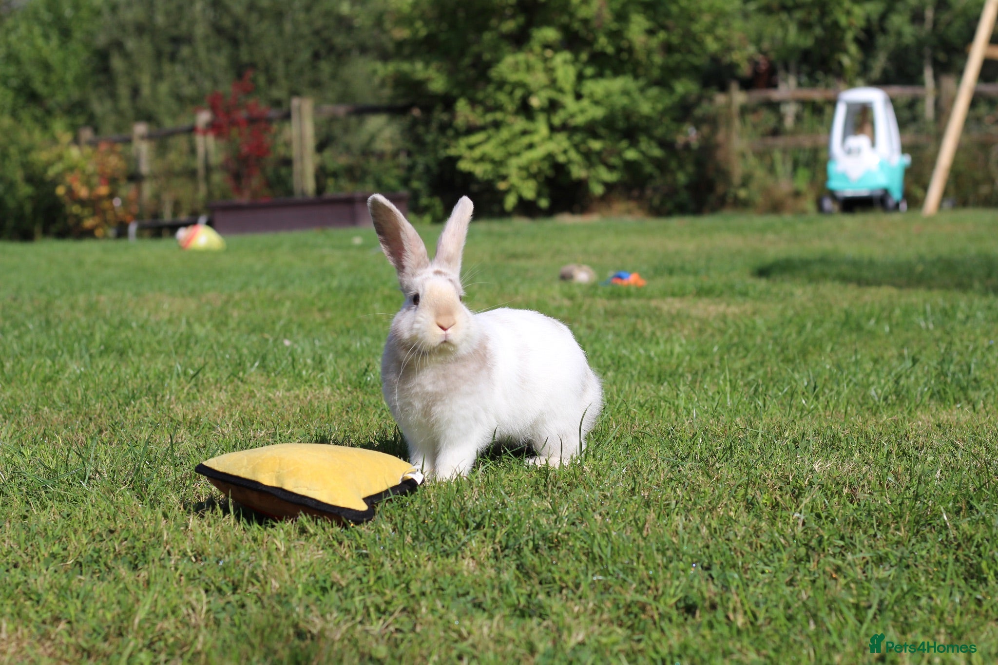 Angora rabbits     Beautiful Baby Angora Cross bunny rabbit - Advert 2