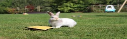 Angora rabbits for sale:     Beautiful Baby Angora Cross bunny rabbit - Advert 4