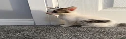 Mixed Breed cats for sale: Litter of lovely kittens - Advert 10