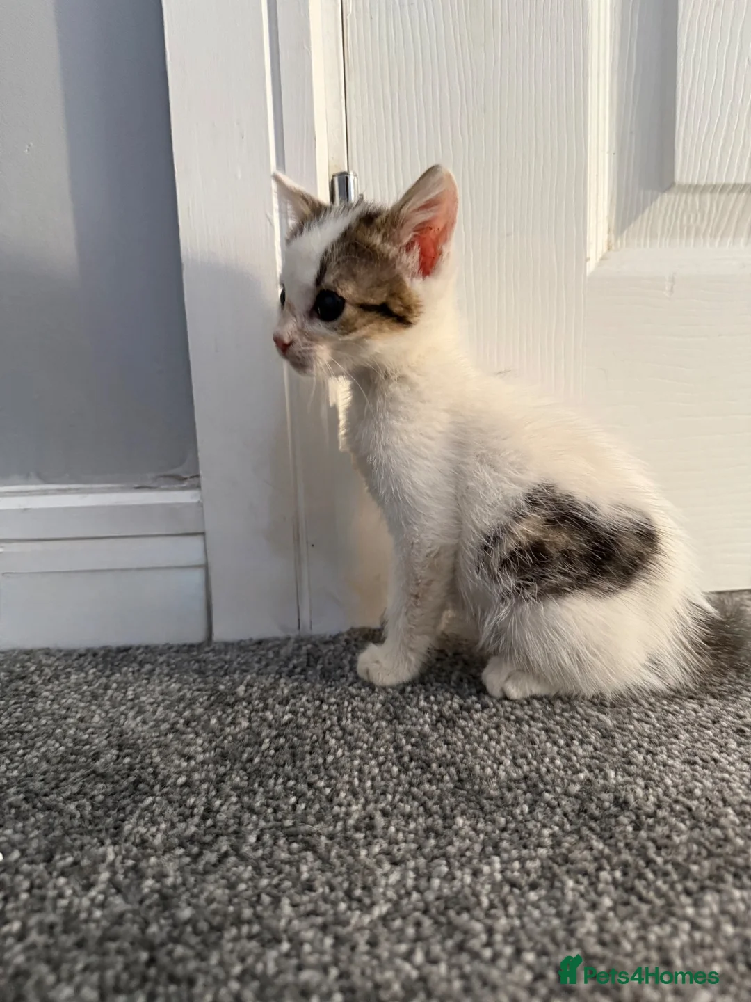 Mixed Breed cats for sale: Litter of lovely kittens - Advert 10