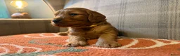 Cockapoo dogs for sale: Beautiful Litter of F1 Toy Cockapoo Puppies - Advert 15