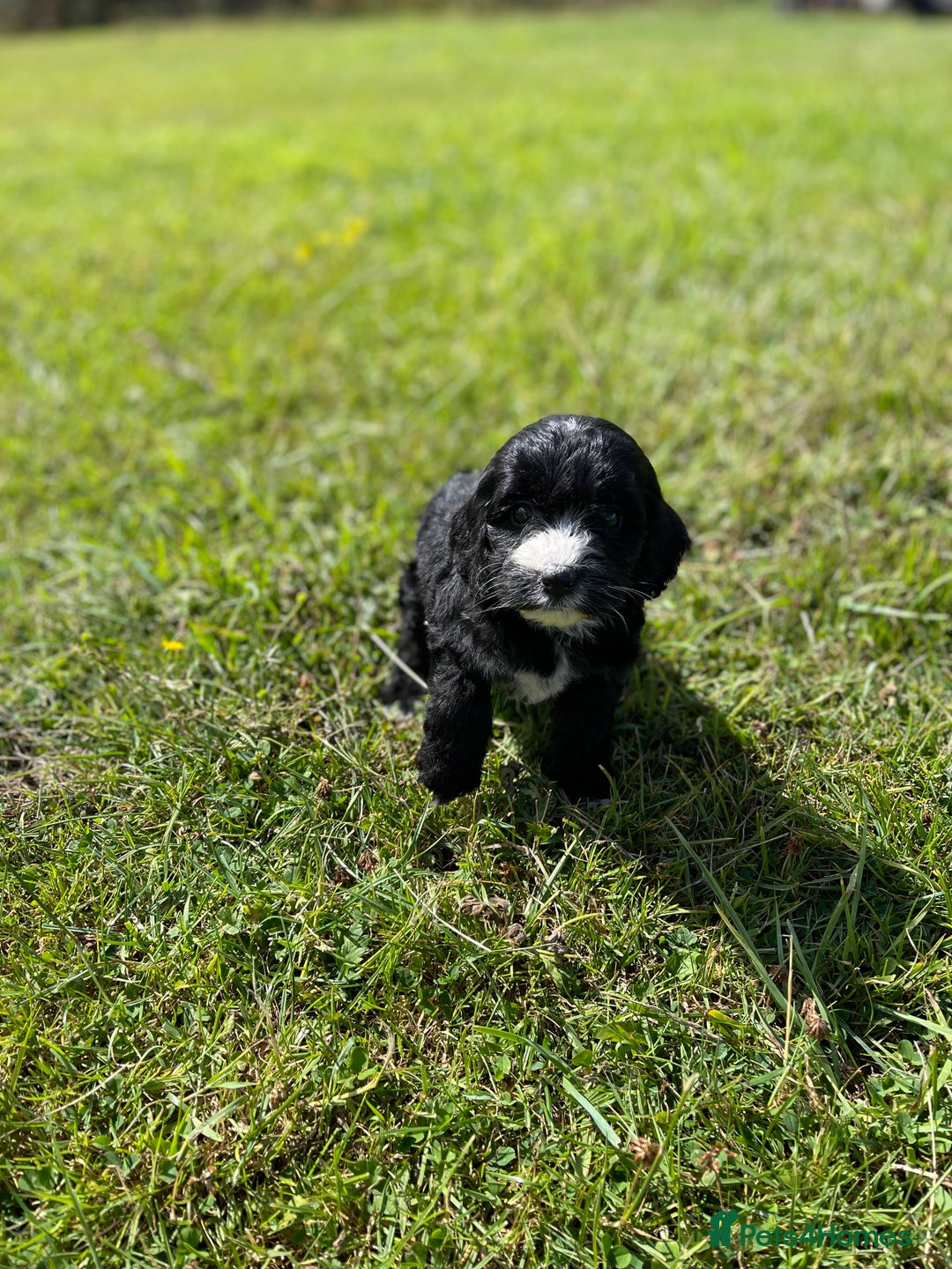Cockapoo dogs for sale: F1 cockapoos - Image 15