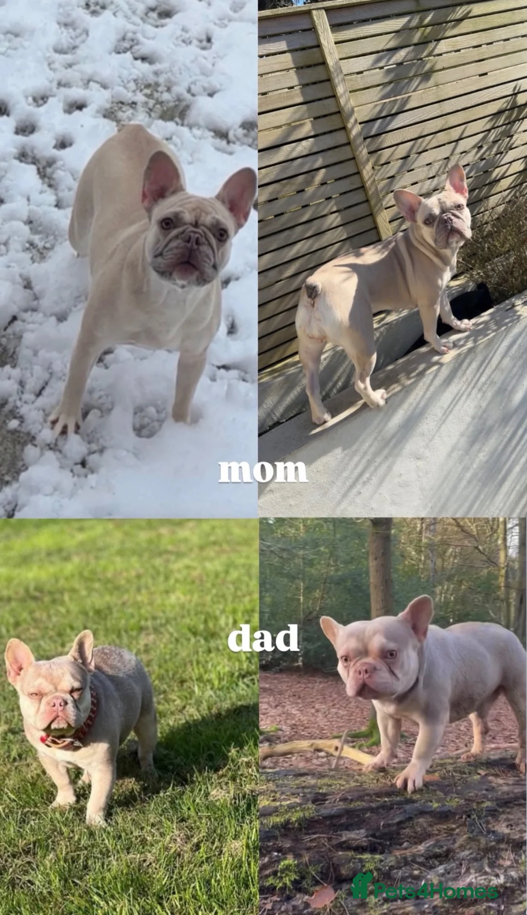 French Bulldog dogs for sale: french bull dog puppies ready now 🔥 - Advert 9