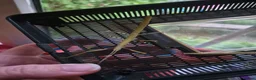 Stick Insects invertebrates for sale: Indian stick insects  in Taunton - Advert 2