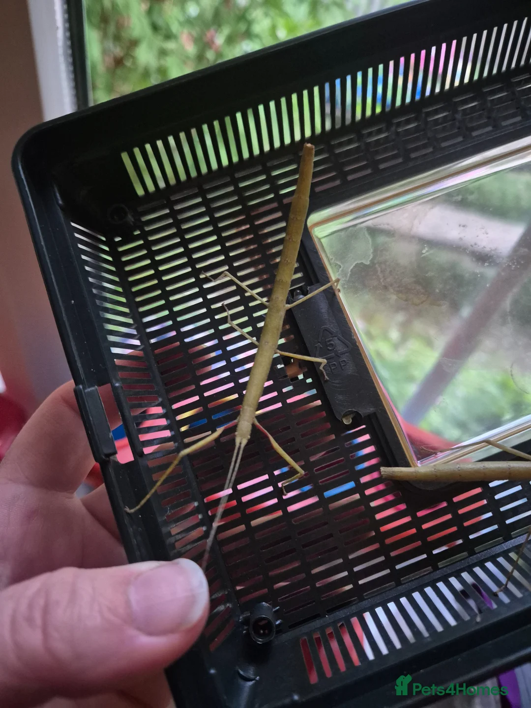 Stick Insects invertebrates for sale: Indian stick insects  in Taunton - Advert 2