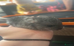Chinchilla rodents for sale: Baby chinchillas  - Image 1