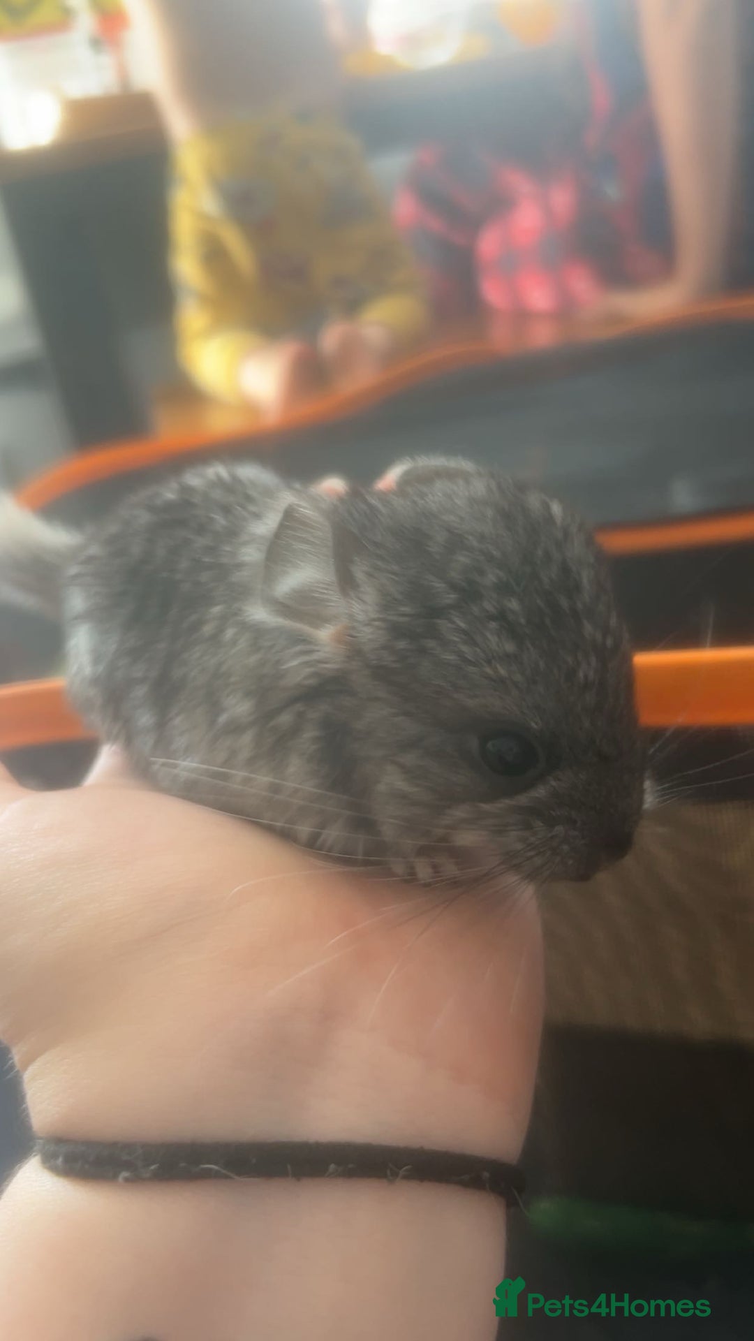 Chinchilla rodents for sale: Baby chinchillas  - Image 1