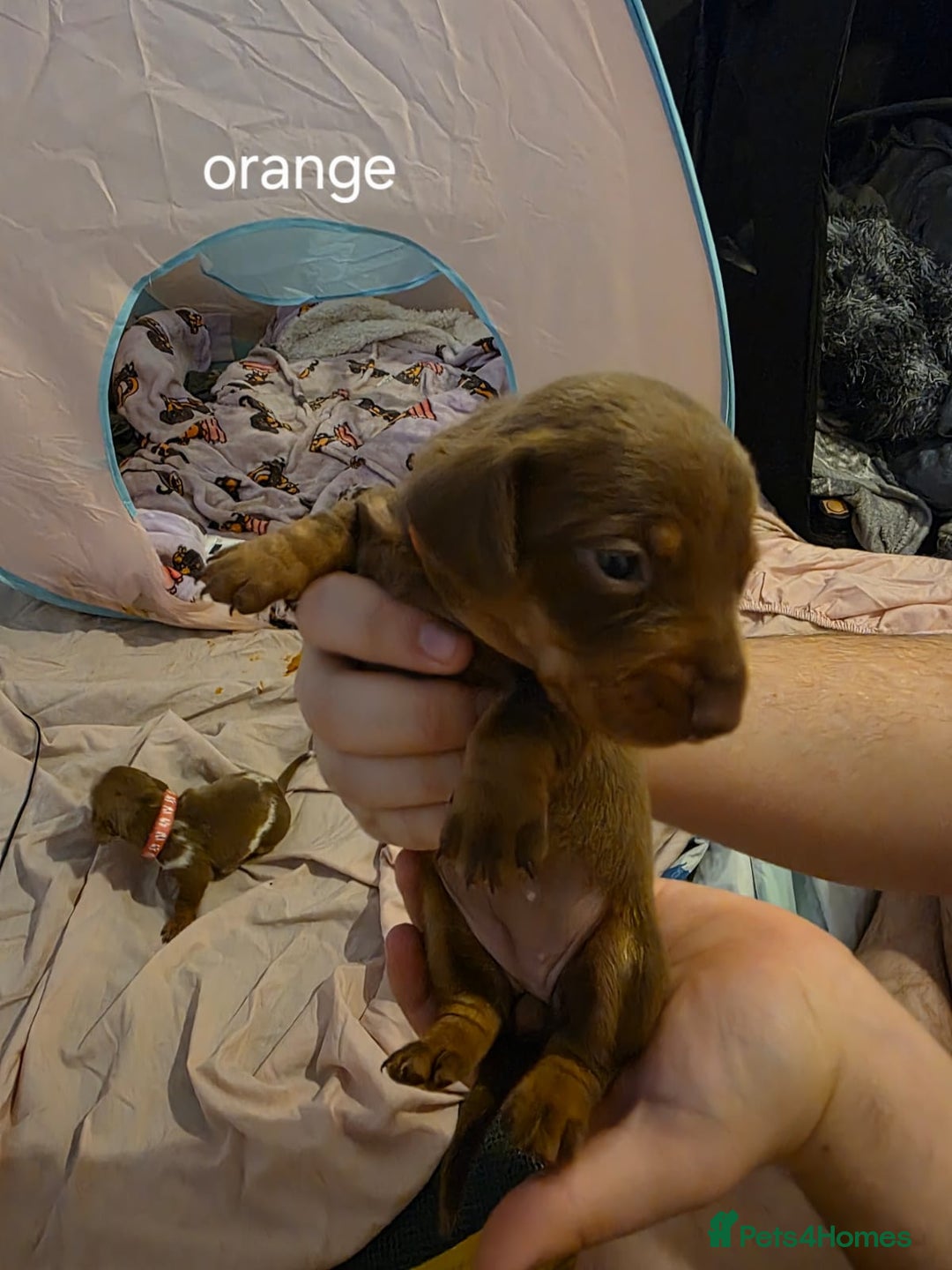Dachshund dogs for sale: 🐾 Adorable Dachshund Puppies 🐾  - Image 8