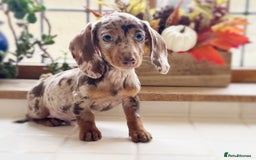 Miniature Dachshund dogs for sale: Health tested Mini dachshund puppies  - Image 1