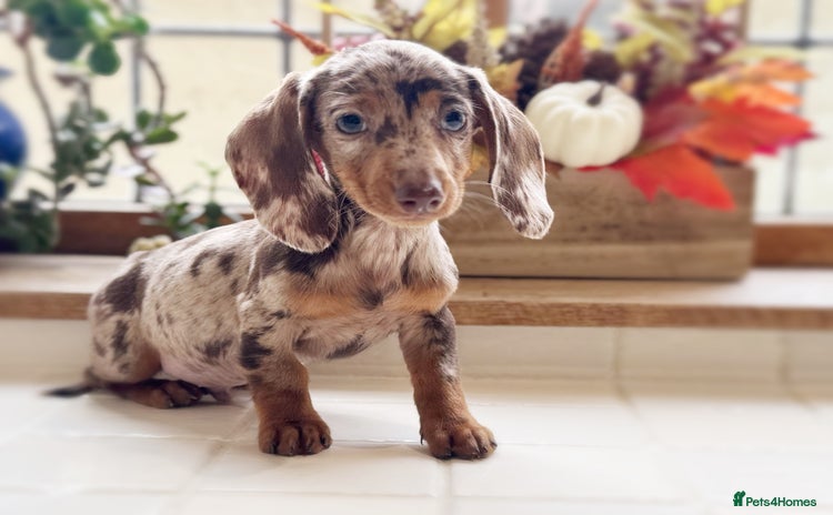 Miniature Dachshund dogs - Advert 6