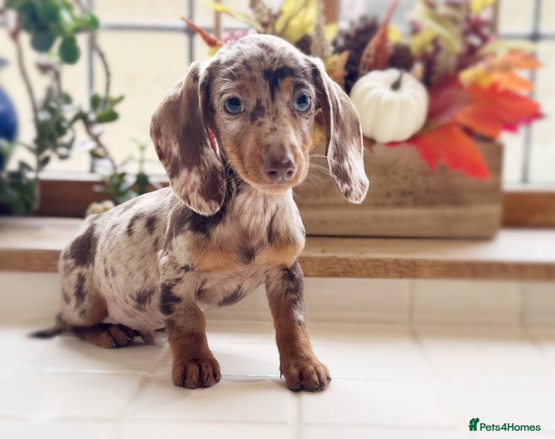 Miniature Dachshund dogs for sale: Health tested Mini dachshund puppies  - Image 1