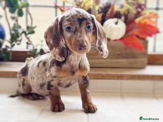 Miniature Dachshund dogs - Advert 12