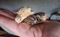 Quail poultry for sale: Coturnix quail - Image 3