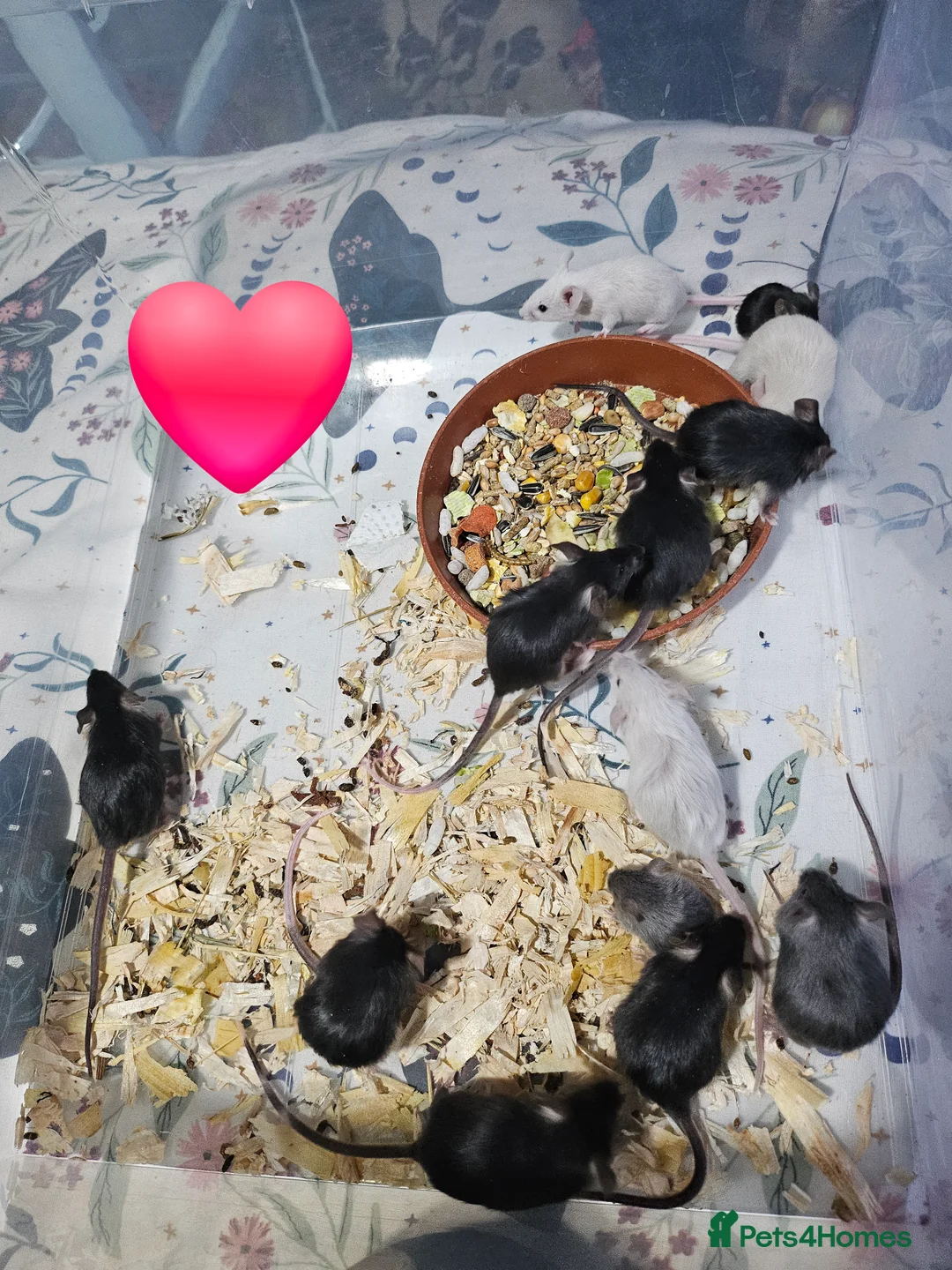 Mouse rodents for sale: Gorgeous little mice - Advert 8