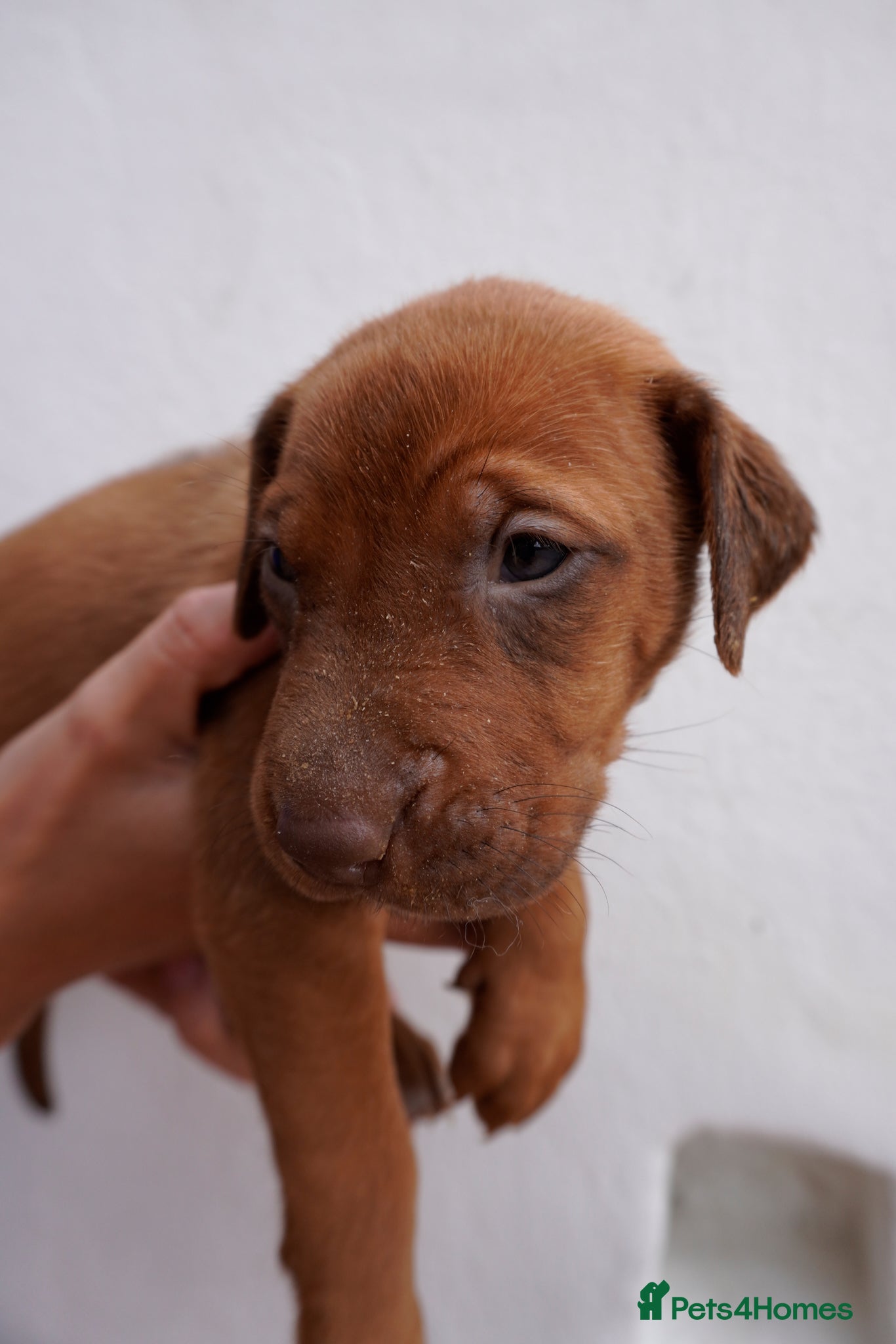 Rhodesian Ridgeback dogs for sale: Stunning litter of KC Rhodesian Ridgeback puppies in Ramsgate - Advert 7