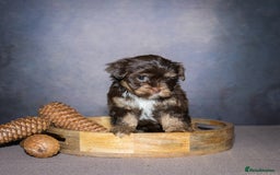 Yorkshire Terrier dogs for sale: Colorful Yorkshire Terrier puppies for sale - Image 6