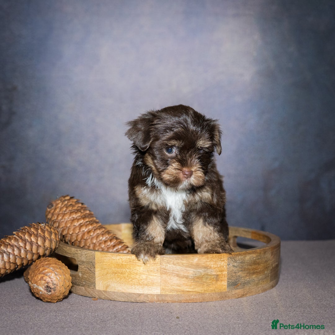 Yorkshire Terrier dogs for sale: Colorful Yorkshire Terrier puppies for sale - Image 6